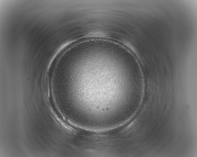 X0000067481123200604101222