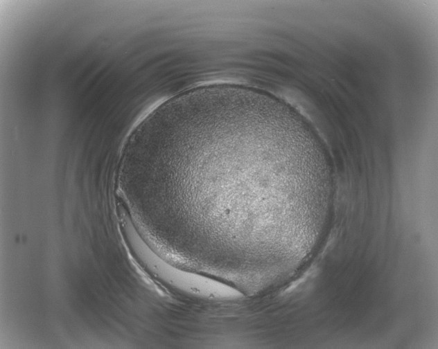 X0000067481137200604101222