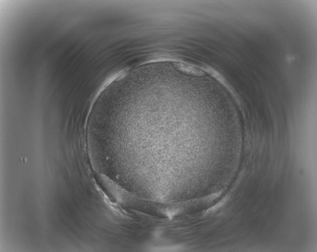 X0000067481145200604101222