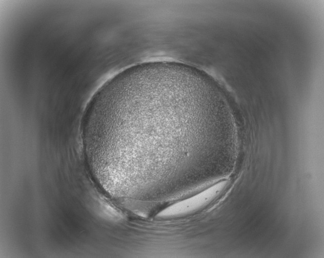 X0000067481167200604101222