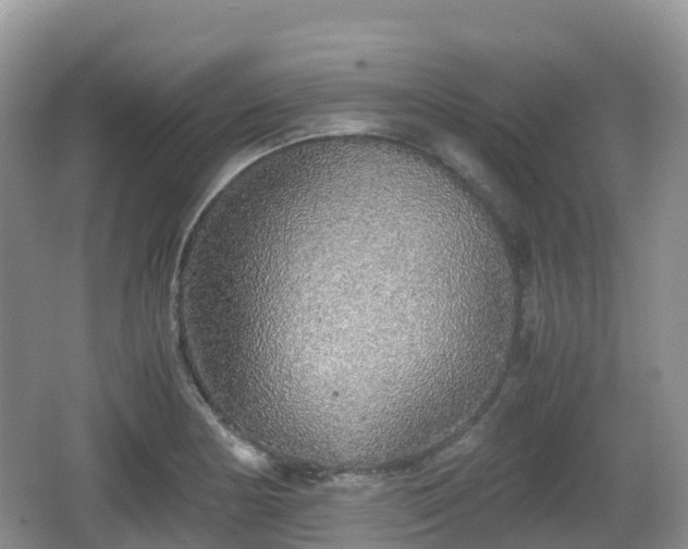 X0000067481178200604101221