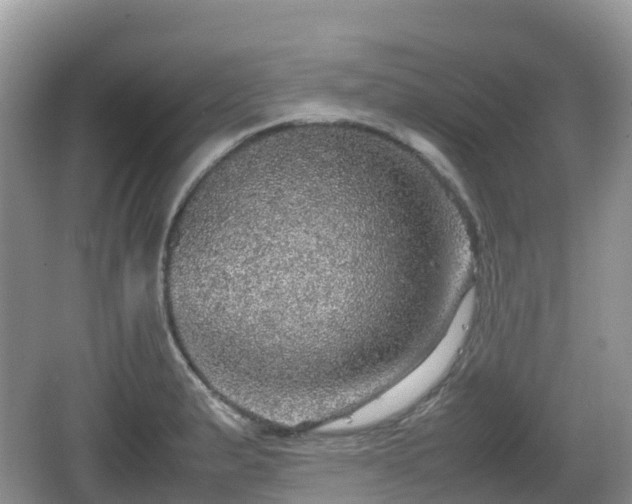 X0000067481183200604101221