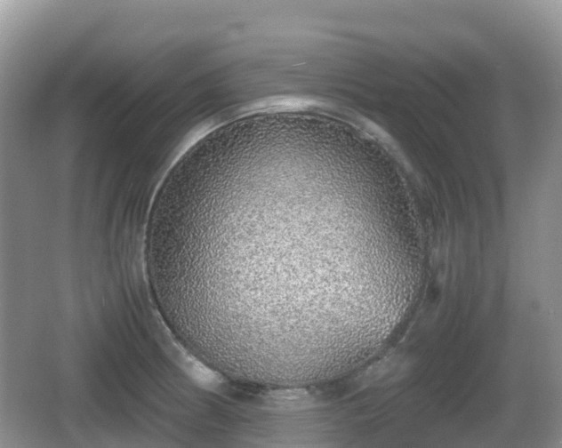 X0000067481186200604101221