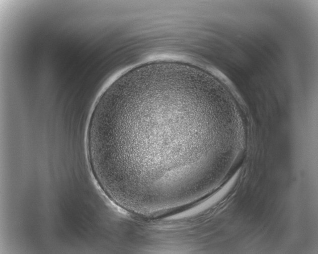 X0000067481199200604101221