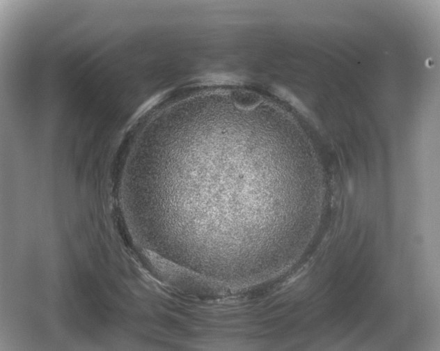 X0000067481213200604101220