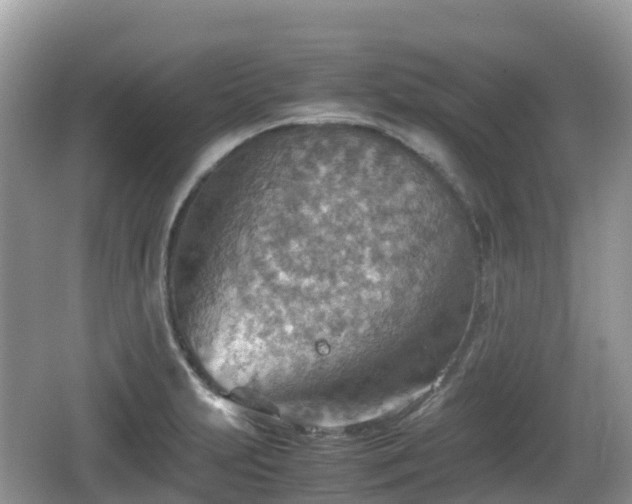 X0000067481231200604101221