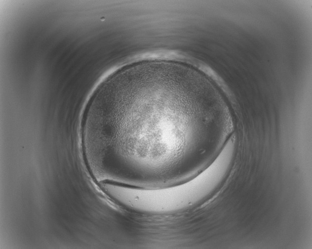 X0000067481232200604101221