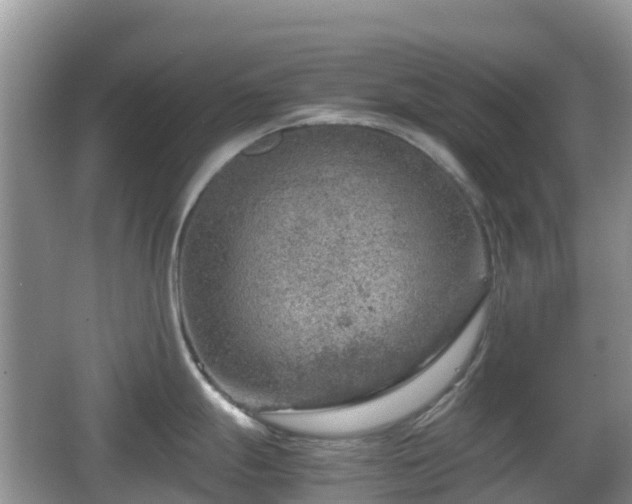 X0000067481247200604101221