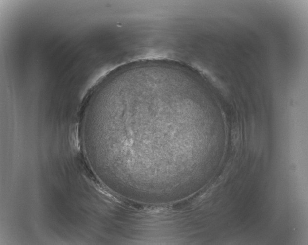 X0000067481262200604101220