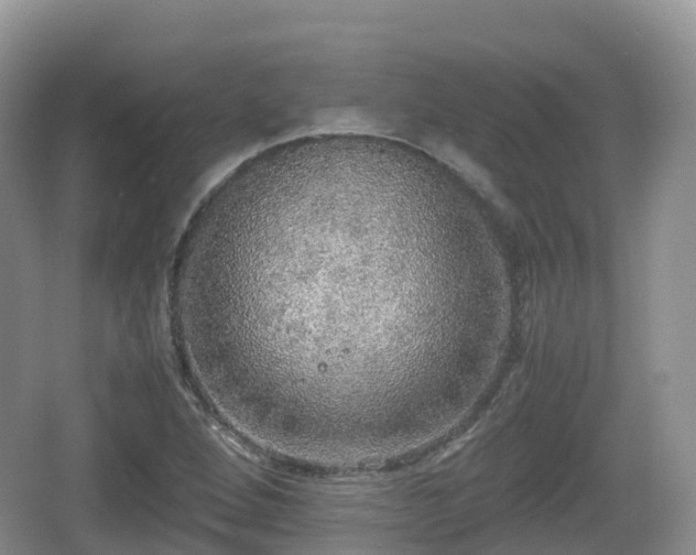 X0000067481264200604101220