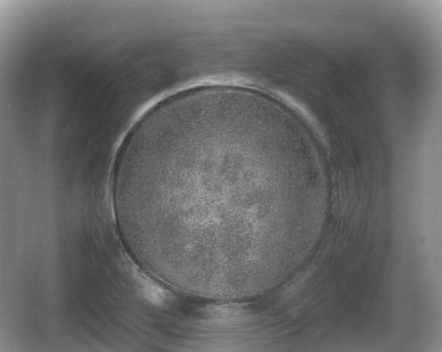 X0000067481272200604101220