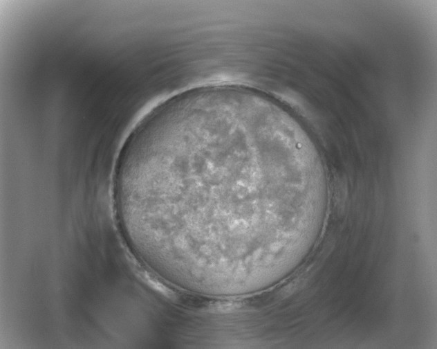 X0000067481278200604101220