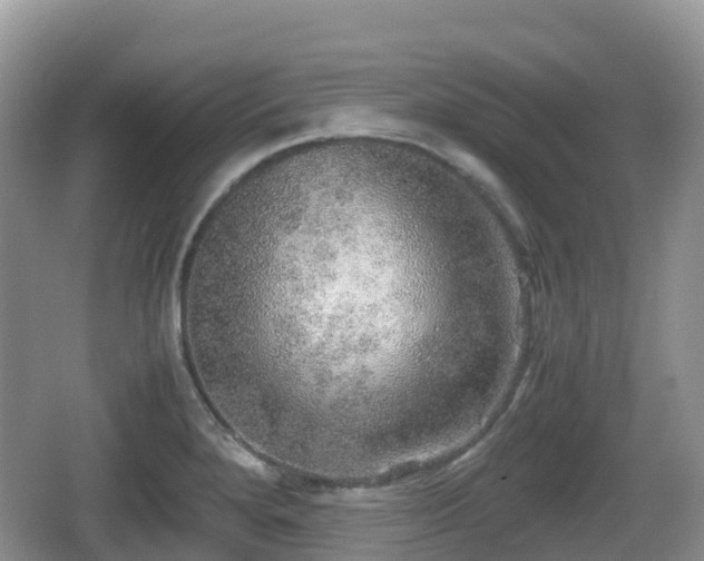 X0000067481280200604101220