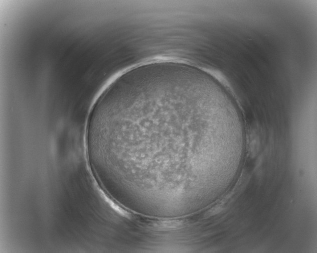 X0000067481294200604101219