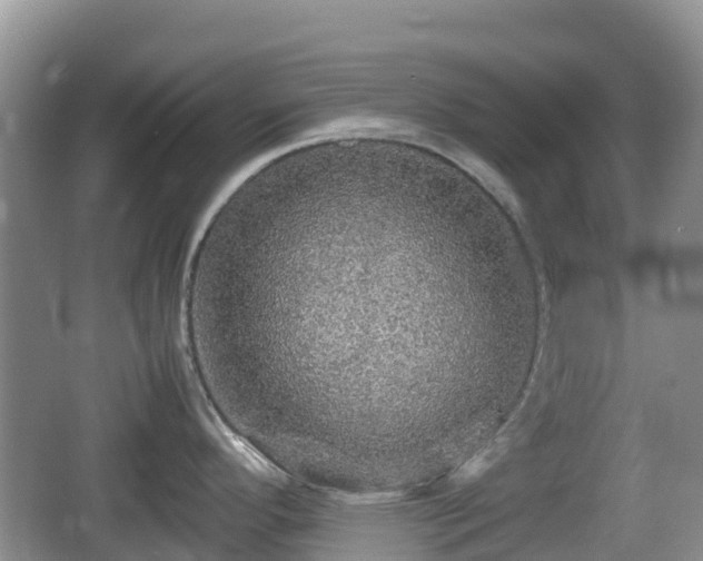 X0000067481296200604101219