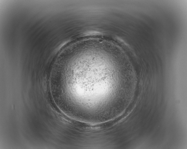 X0000067481313200604101219