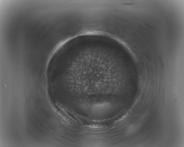 X0000067481319200604101219