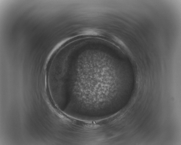 X0000067481323200604101219