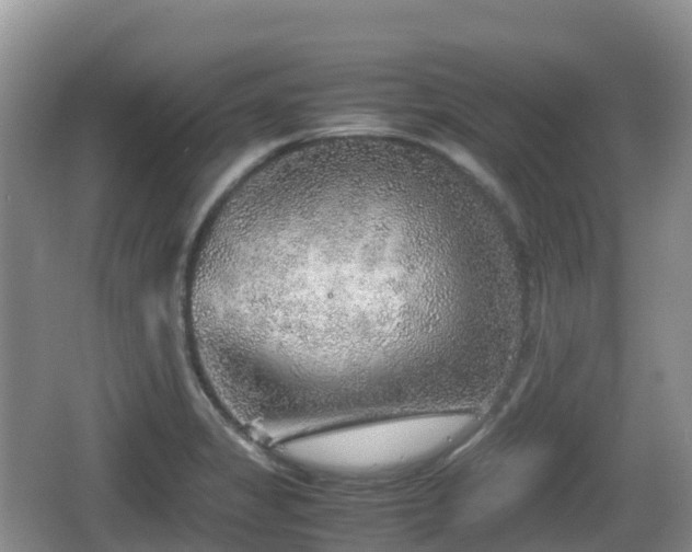 X0000067481325200604101219