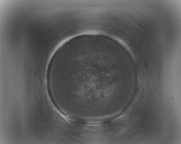 X0000067481327200604101219