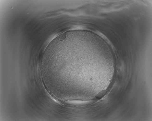 X0000067481337200604101219