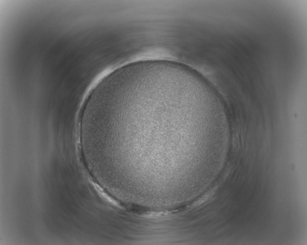 X0000067481366200604101218