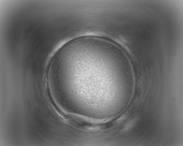 X0000067481367200604101218