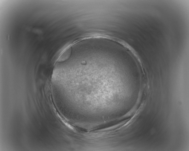 X0000067481385200604101218