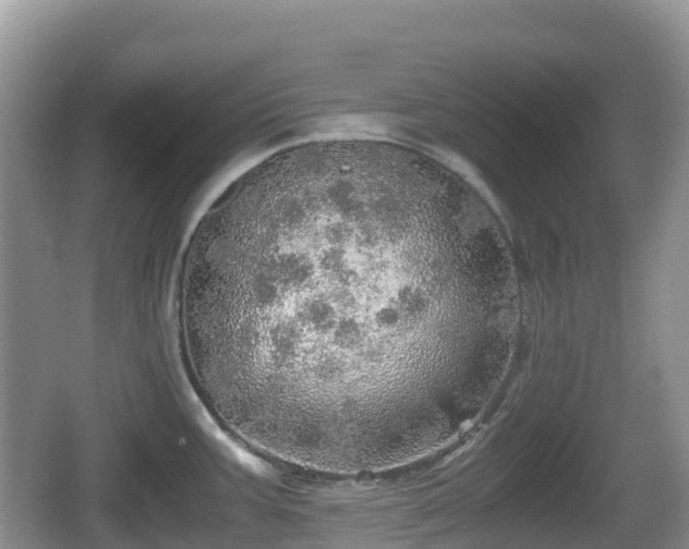 X0000067481387200604101218