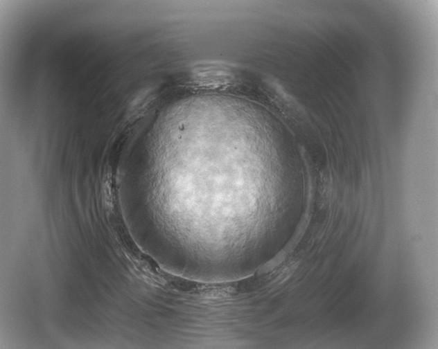 X0000067481394200604101217