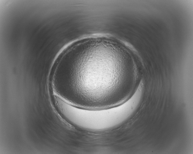 X0000067481412200604101217