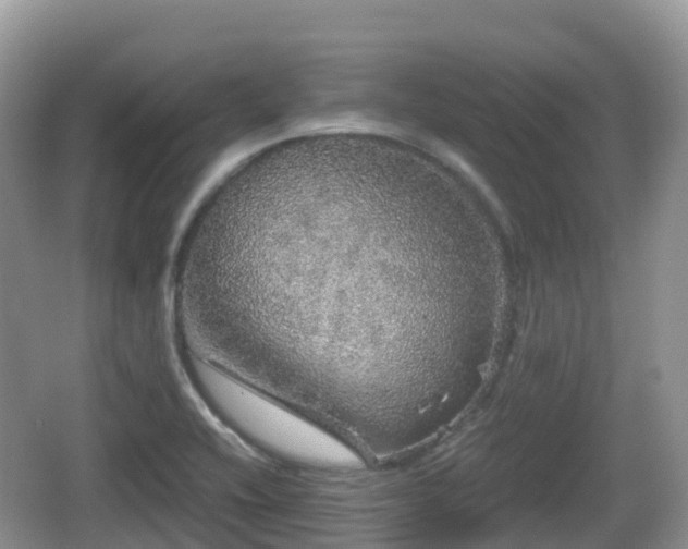 X0000067481416200604101217