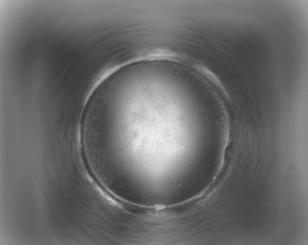 X0000067481420200604101217