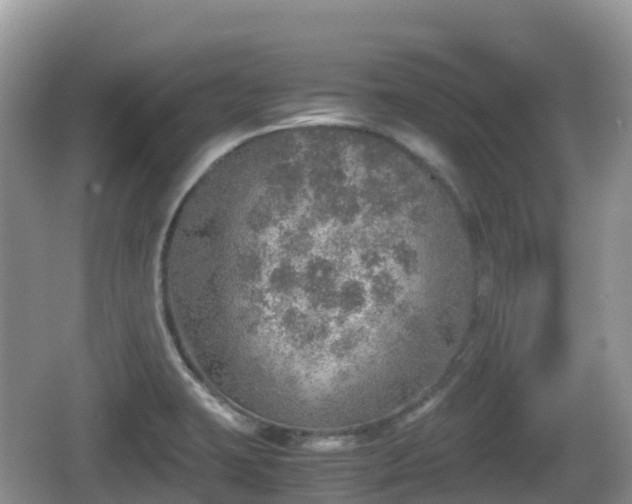 X0000067481423200604101217