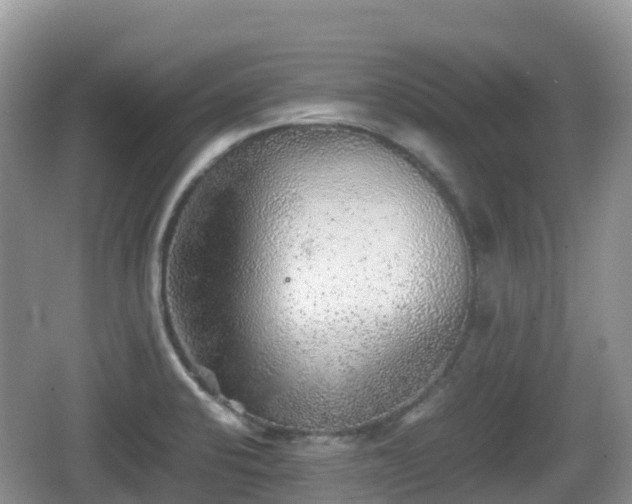 X0000067481424200604101217