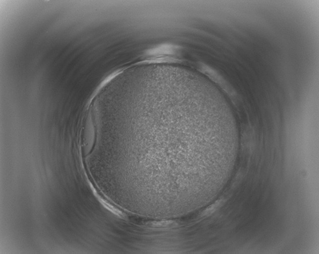 X0000067481425200604101217