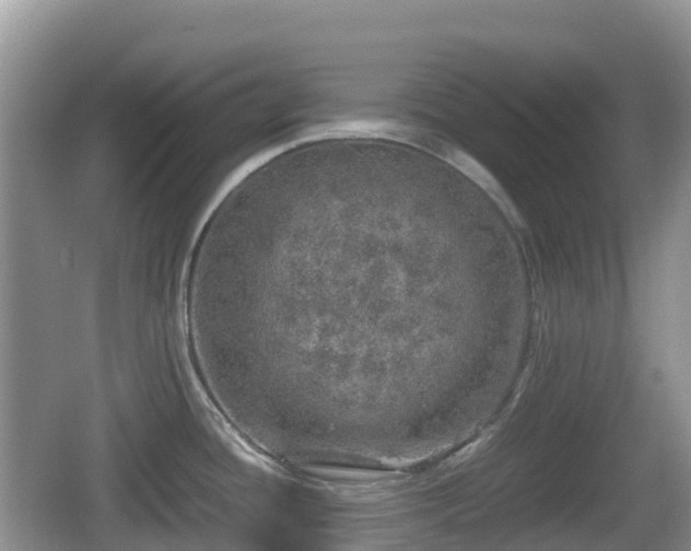 X0000067481436200604101218