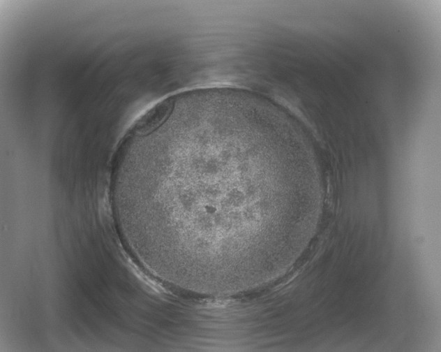 X0000067481452200604101217