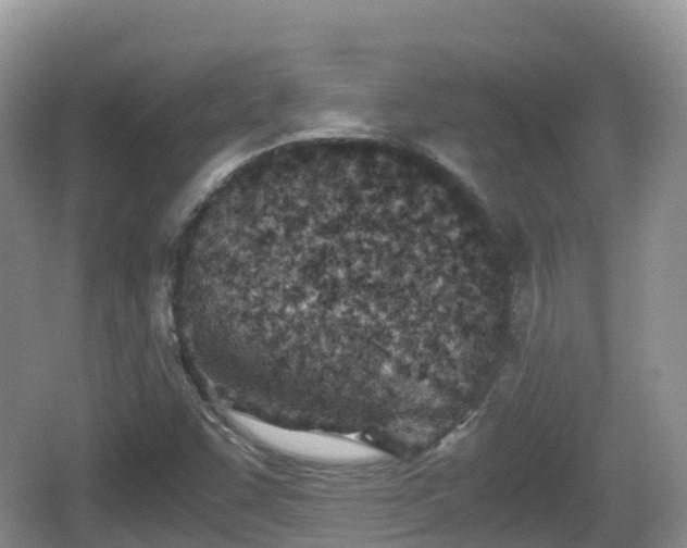 X0000067481455200604101217