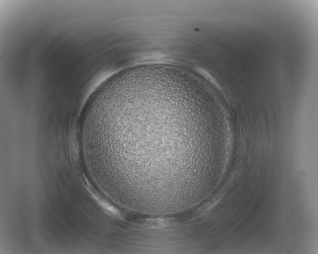 X0000067481458200604101217