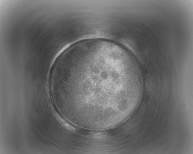 X0000067481460200604101217