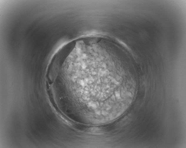 X0000067481463200604101217