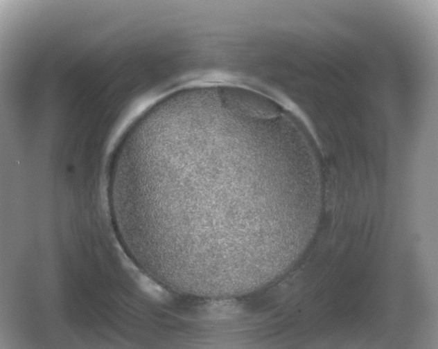 X0000067481464200604101217