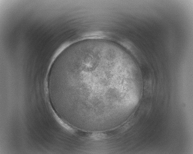 X0000067481466200604101216