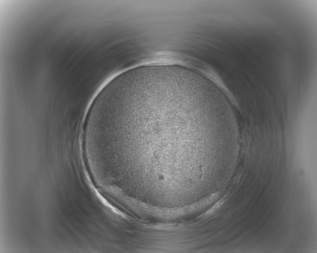 X0000067481484200604101216