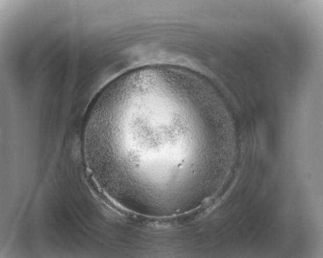 X0000067481505200604101216