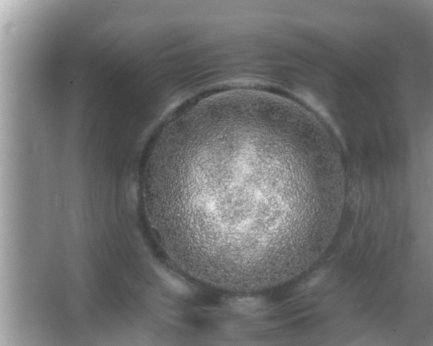 X0000067480063200604150027