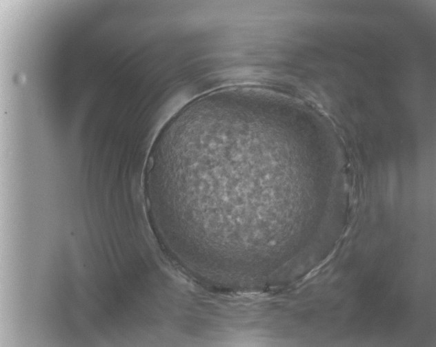 X0000067480099200604150026