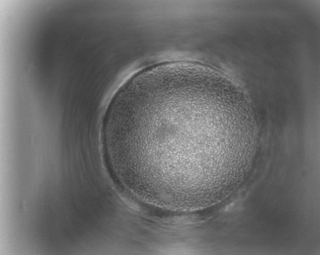 X0000067480103200604150026