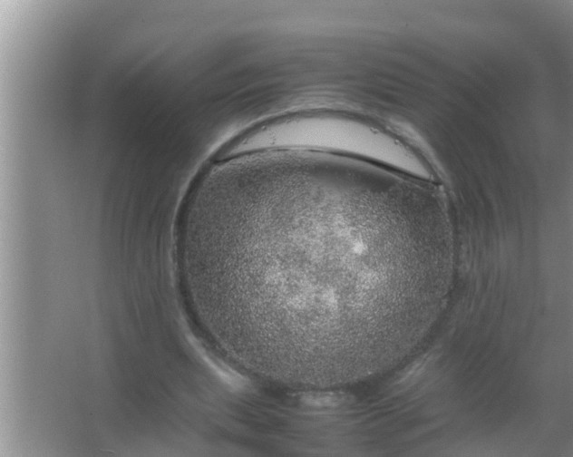 X0000067480439200604150020